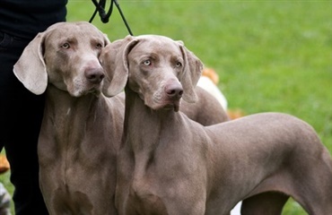 Blokhus-Hune-Hundefestival