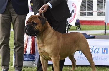 Video: Afg&oslash;relse p&aring; Best in Show