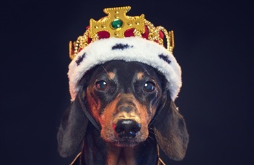 Teater s&oslash;ger stjernehund