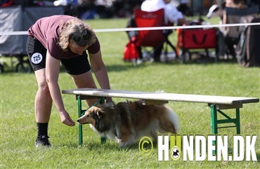 SE BILLEDERNE: Dog Parkour – Den nye sport