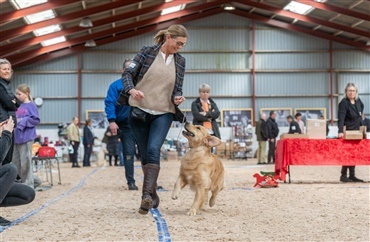 Sidste chance: Skal din golden med til Golden Show Event?