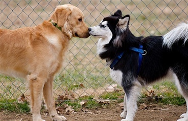 Når hanhunde bestiger hinanden