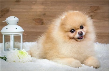APRILSNAR: Side 9 hunden