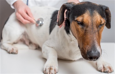 du styr vandhund? - Hunden.dk