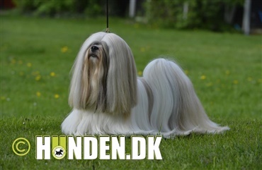 Fredagsquiz: Hvad ved du om lhasa apso