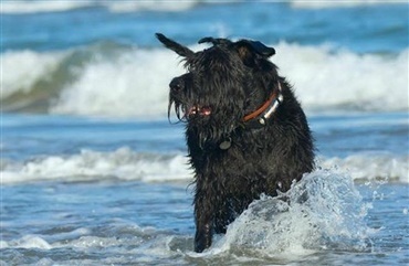 Undg&aring; uheld med l&oslash;se hunde p&aring; stranden