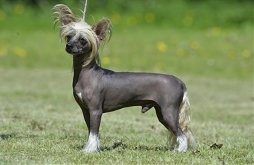 Fredagsquiz: Hvad ved du om chinese crested