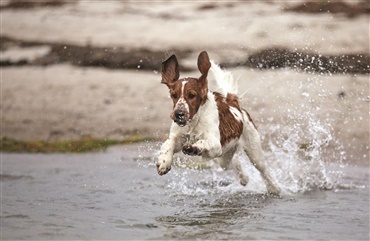 Dyk ned i det: G&oslash;r din hund til en glad vandhund