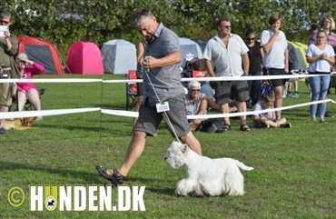 Fredagsquiz: Hvad ved du om west highland white terrier