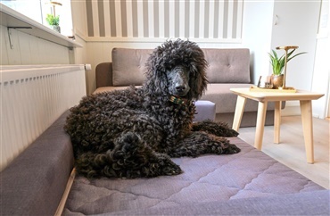 S&oslash;g gavekort til Rold Gl. Kro - Hundekroen