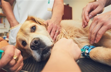 Hvad g&oslash;r du hvis din hund spiser rottegift? 