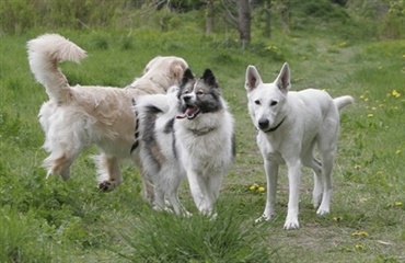 NYT på hunden.dk