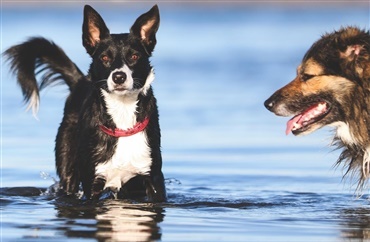 S&aelig;son for bl&aring;gr&oslash;nne alger: Pas p&aring;, at hunden ikke bliver forgiftet