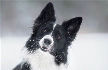 Husker du at lufte hunden i de kolde m&aring;neder