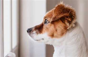 V&aelig;n hunden til at v&aelig;re alene hjemme igen