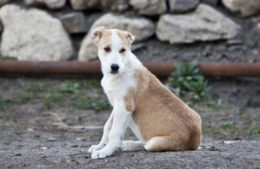 Fokus på sygdomme indført af gadehunde