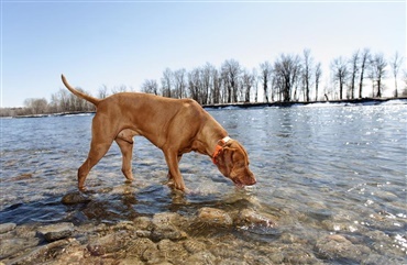 Norge: Hverken Giardia eller parvovirus 