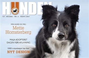 Kagekone, kloge hunde og &oslash;nskeprofiler