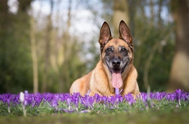 Hvad kan man g&oslash;re n&aring;r hunden f&aring;r gigt?