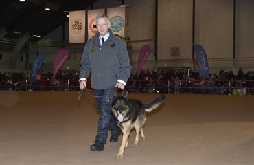 Årets politihund 2012