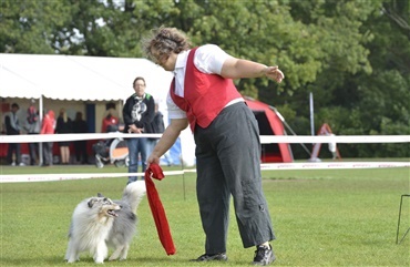 Fredagsquiz: Hvad ved du om shetland sheepdog