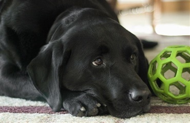 Stress og angst: Hunde skal forberedes p&aring; nyt&aring;rsaften    