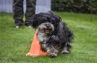 Fra HUNDEN: En lille hund med et stort hjerte
