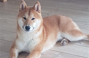 Shiba forsvundet i Thisted