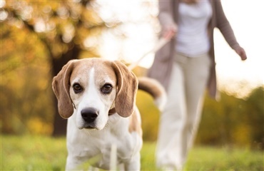 Tale gyldige sæt ind Hvordan er det nu med hunde i snor - Hunden.dk