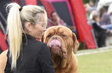 Fredagsquiz: Hvad ved du om hundeudstilling i Vejen