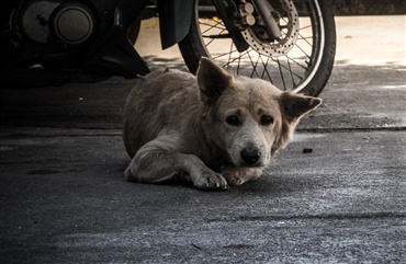 Hvad blev der af de 20 bosniske hunde