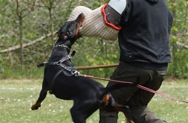 For dobermann-elskere og andet godtfolk