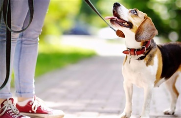 Vi keder os…L&aelig;r din hund at g&aring; ved siden af dig