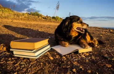 Hunde mindsker stress hos studerende