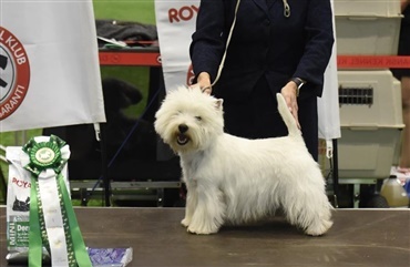 Billeder af west highland white terrier