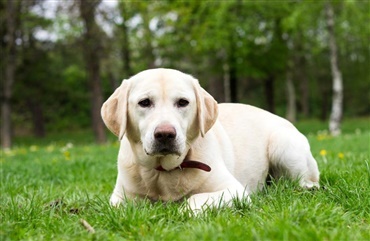 &AElig;gtepar bag voldsom misr&oslash;gt m&aring; fortsat have hund