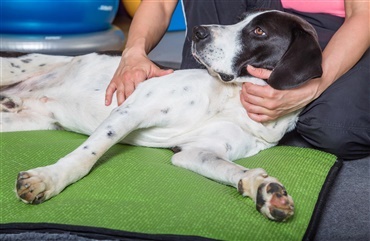 Elektroterapi til hunde