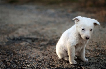 Importerede gadehunde med rabies