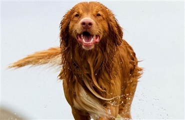 S&aring;dan holder du din hund sund hele livet