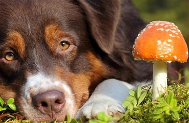 M&aring; min hund spise svampe?