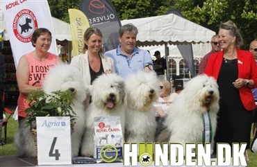 Fredagsquiz: Hvad ved du om old english sheepdog