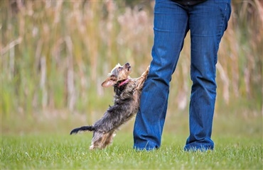 Når hunden springer op