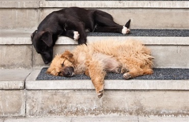 Hunde dræbes på grund af OL