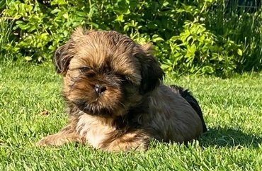 Shih tzu hvalp kvalt i stol