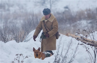 Krigens mishandlede hunde