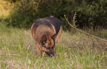 Endnu en dygtig politihund