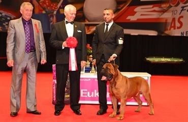 Bullmastiff gentog succesen fra i går