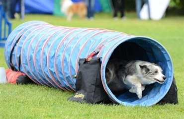 NM i agility 2013