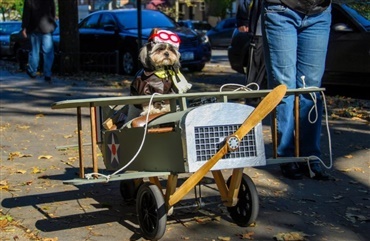 Overblik: Regler for hunde p&aring; fly