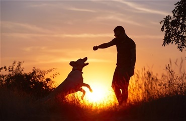 Når hunden skal aflives